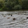 hundefamilien - treffen 09.09.2017   15